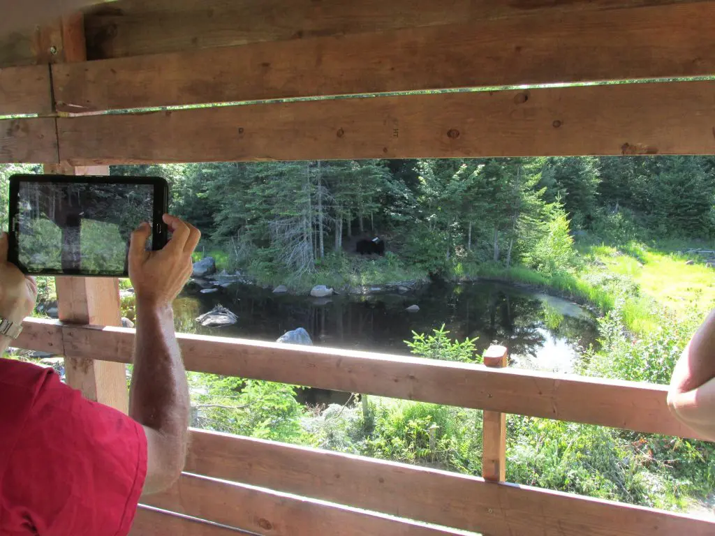 Observation d'ours - Aventure Inukshuk